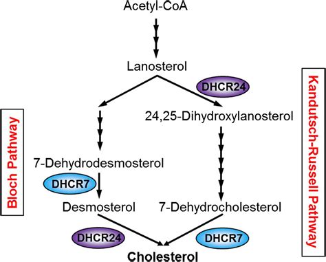 dhcr7 inhibitor